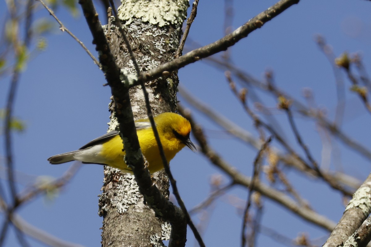 Blue-winged Warbler - ML656888903