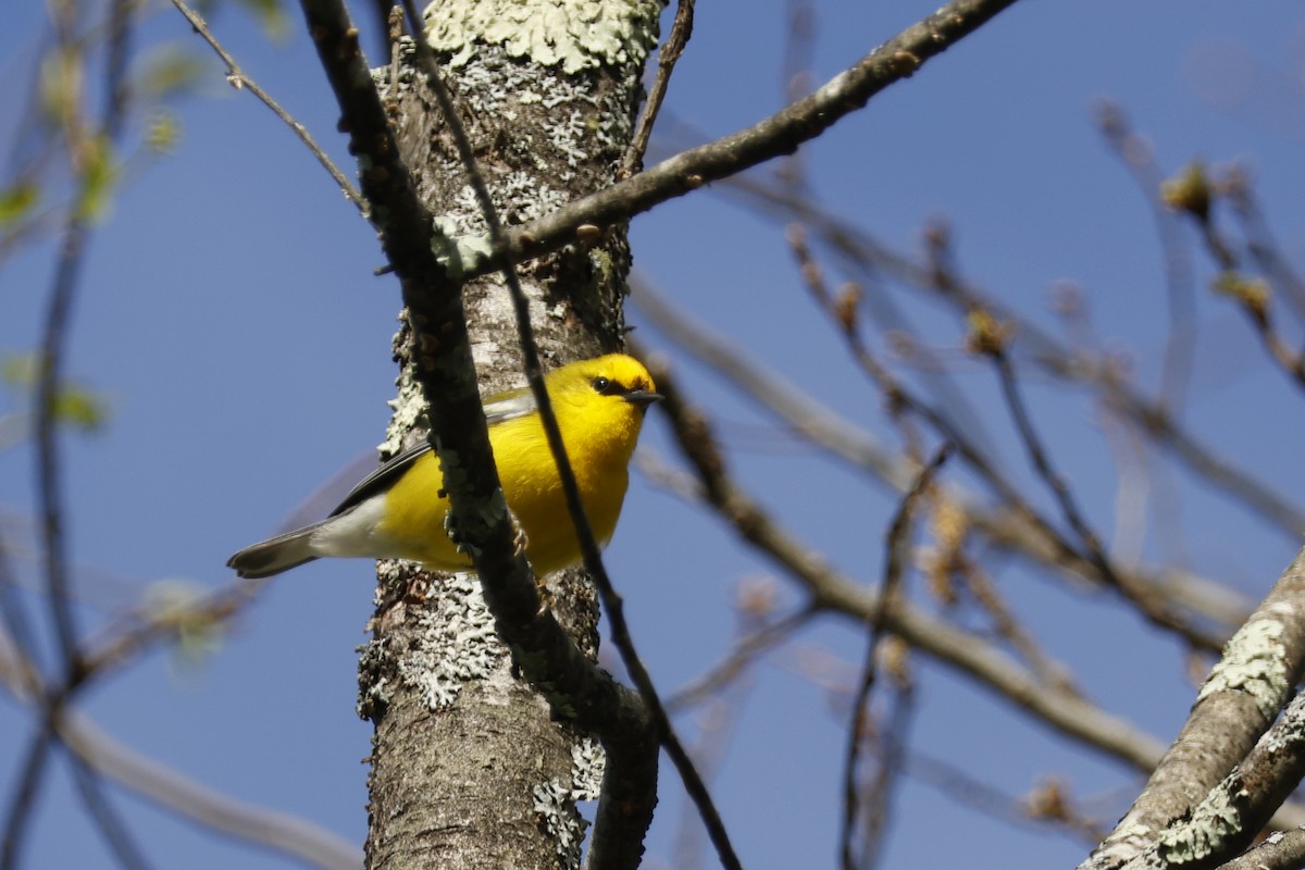 Blue-winged Warbler - ML656888904
