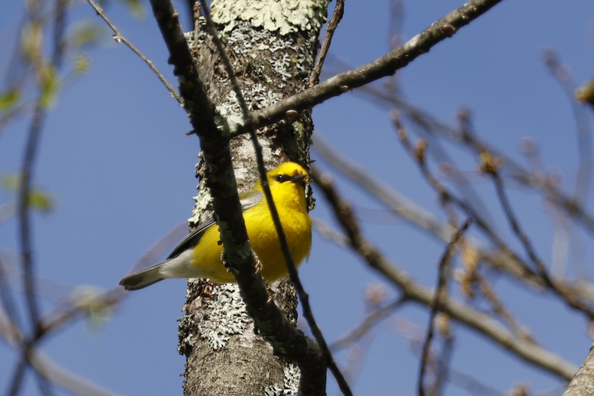Blue-winged Warbler - ML656888922