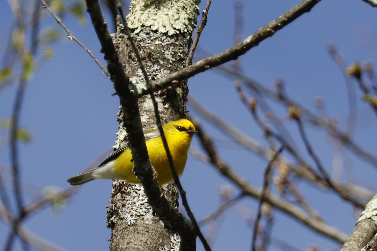 Blue-winged Warbler - ML656888923