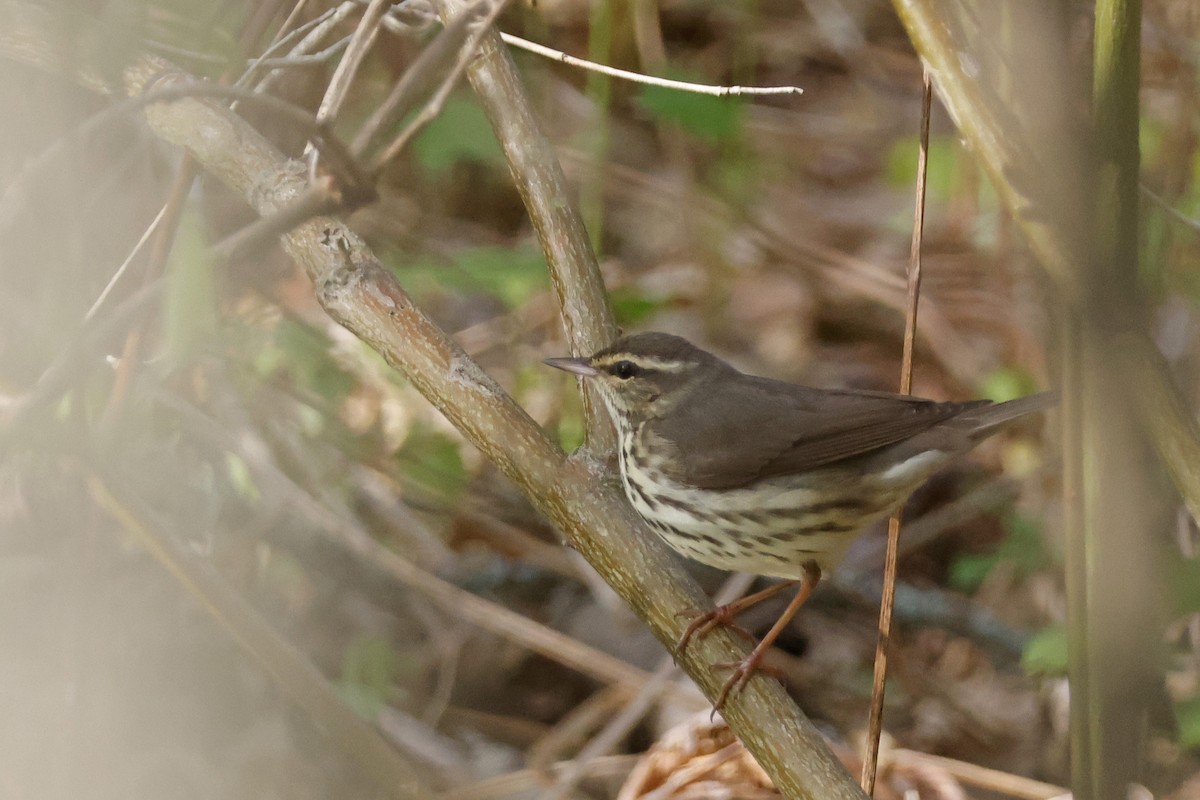 Northern Waterthrush - ML656888978