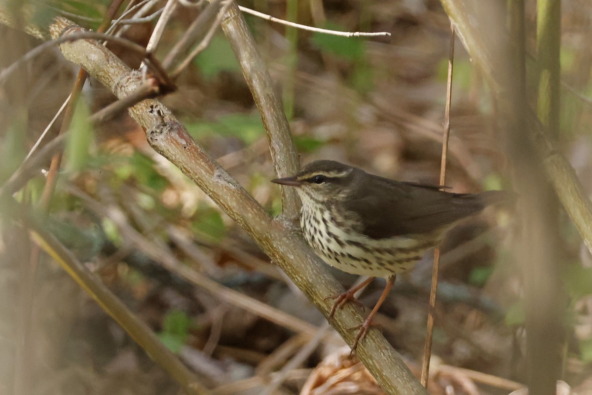 Northern Waterthrush - ML656888992