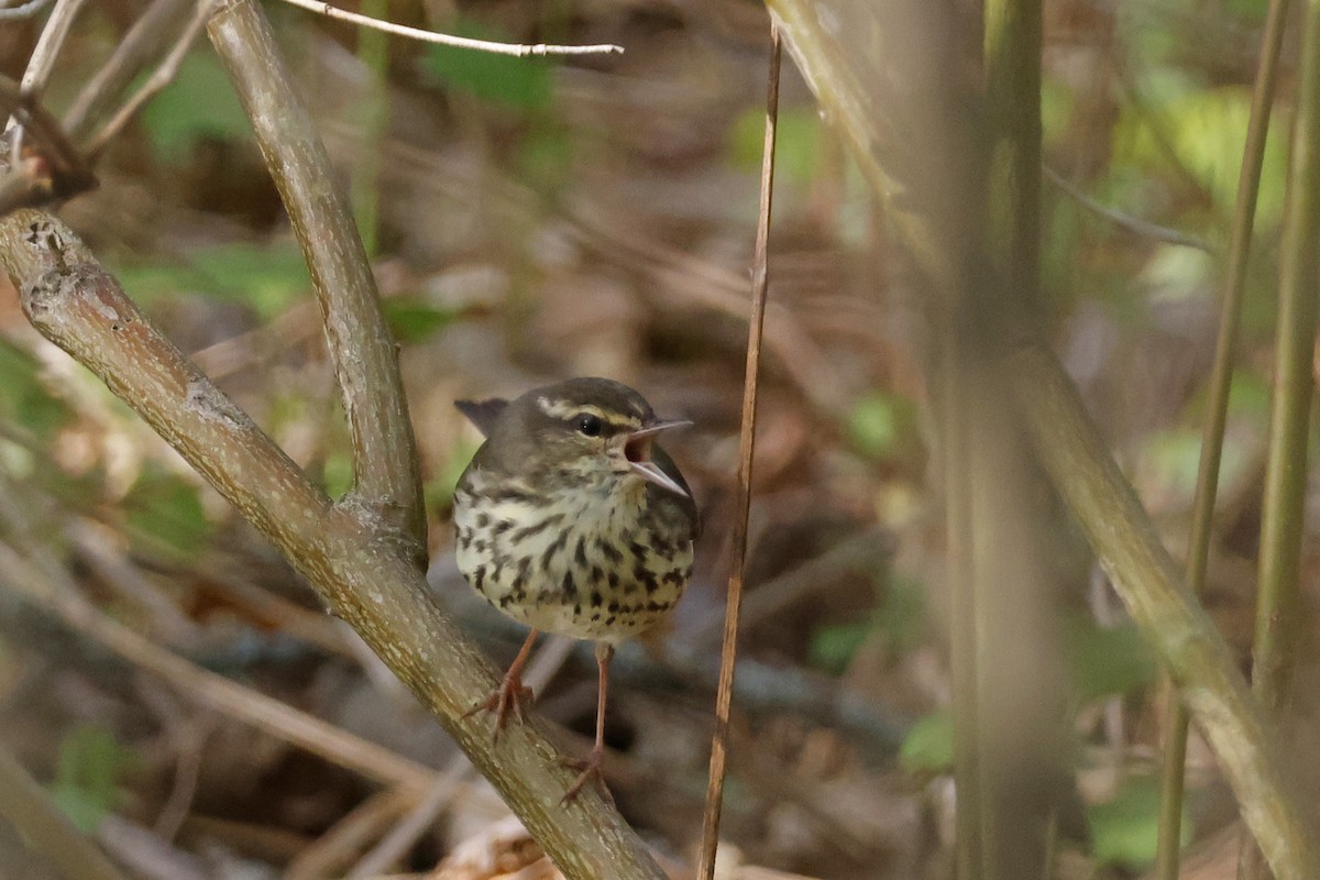 Northern Waterthrush - ML656888998