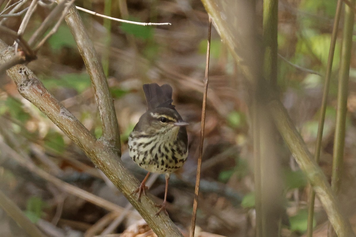 Northern Waterthrush - ML656889024