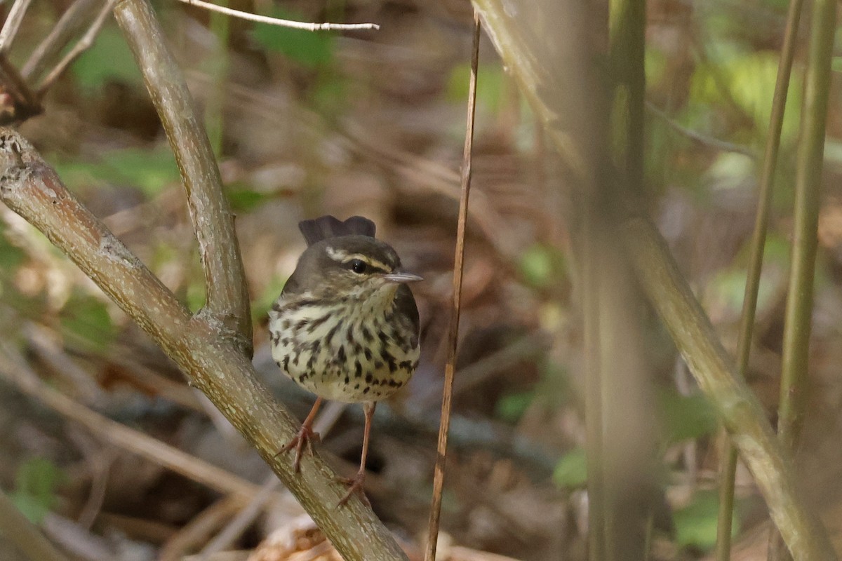 Northern Waterthrush - ML656889025