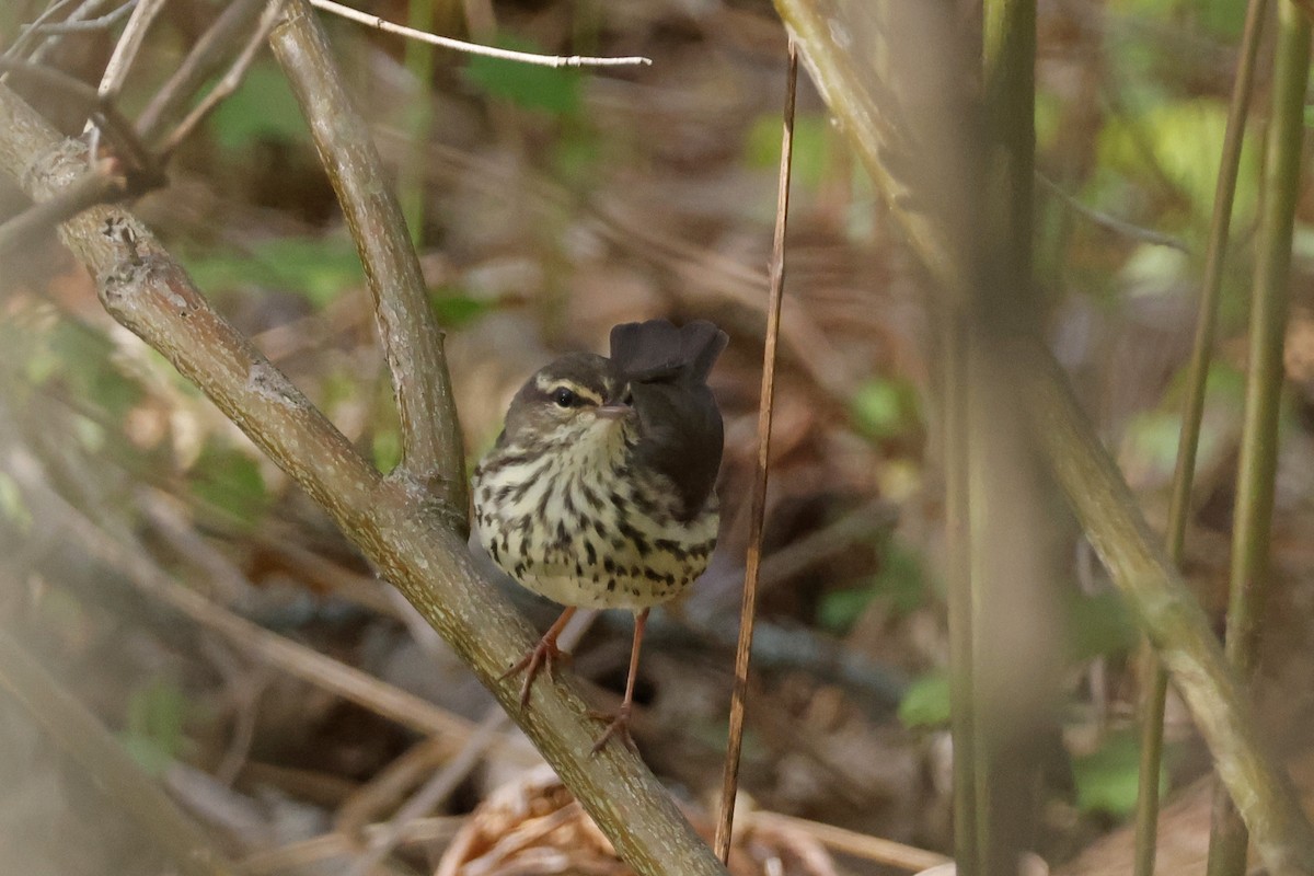 Northern Waterthrush - ML656889039