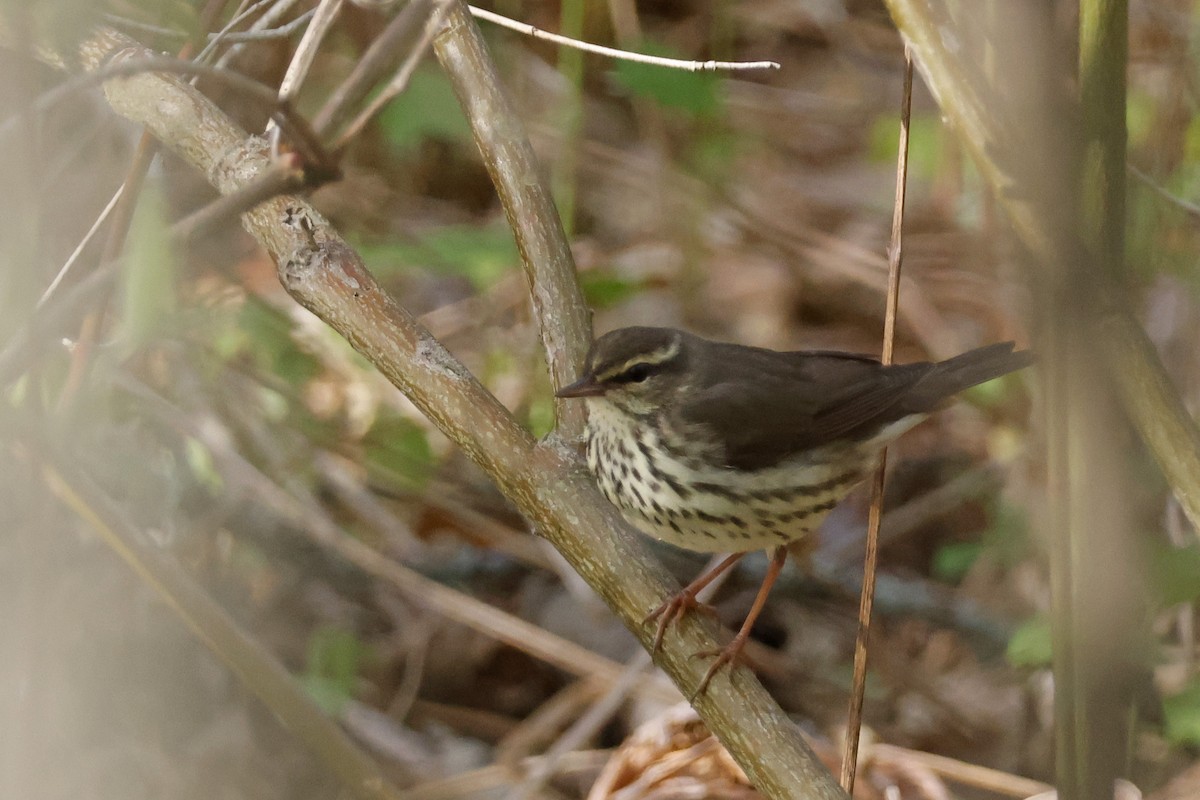Northern Waterthrush - ML656889041