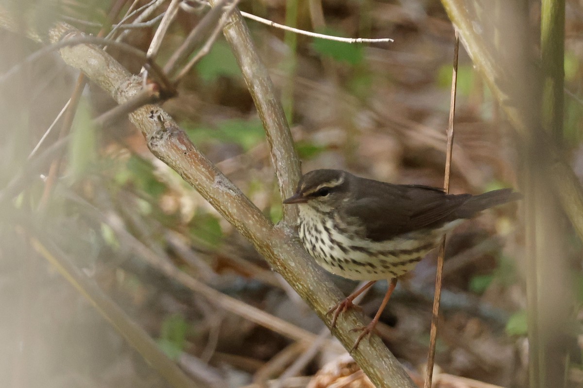 Northern Waterthrush - ML656889056