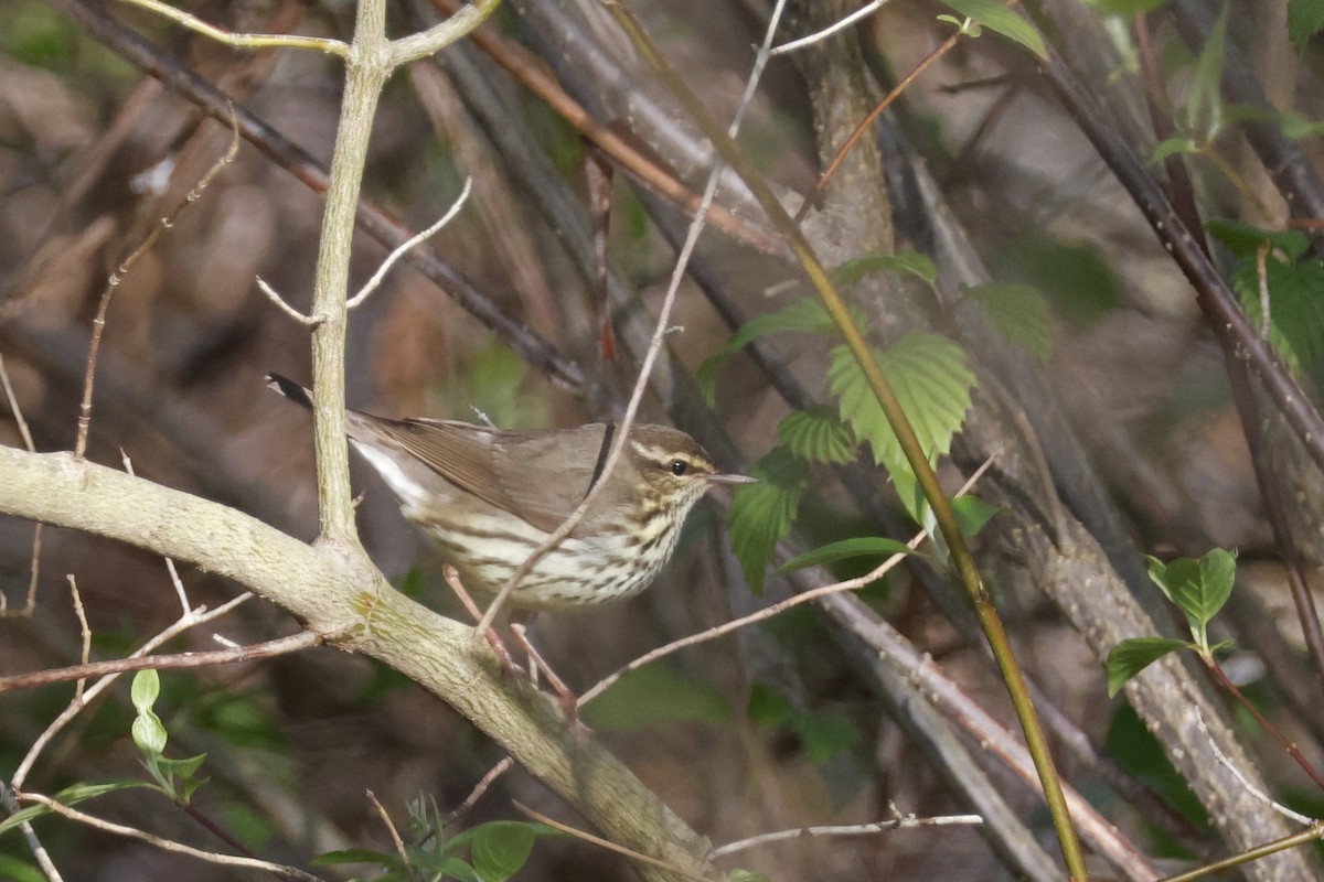 Northern Waterthrush - ML656889062