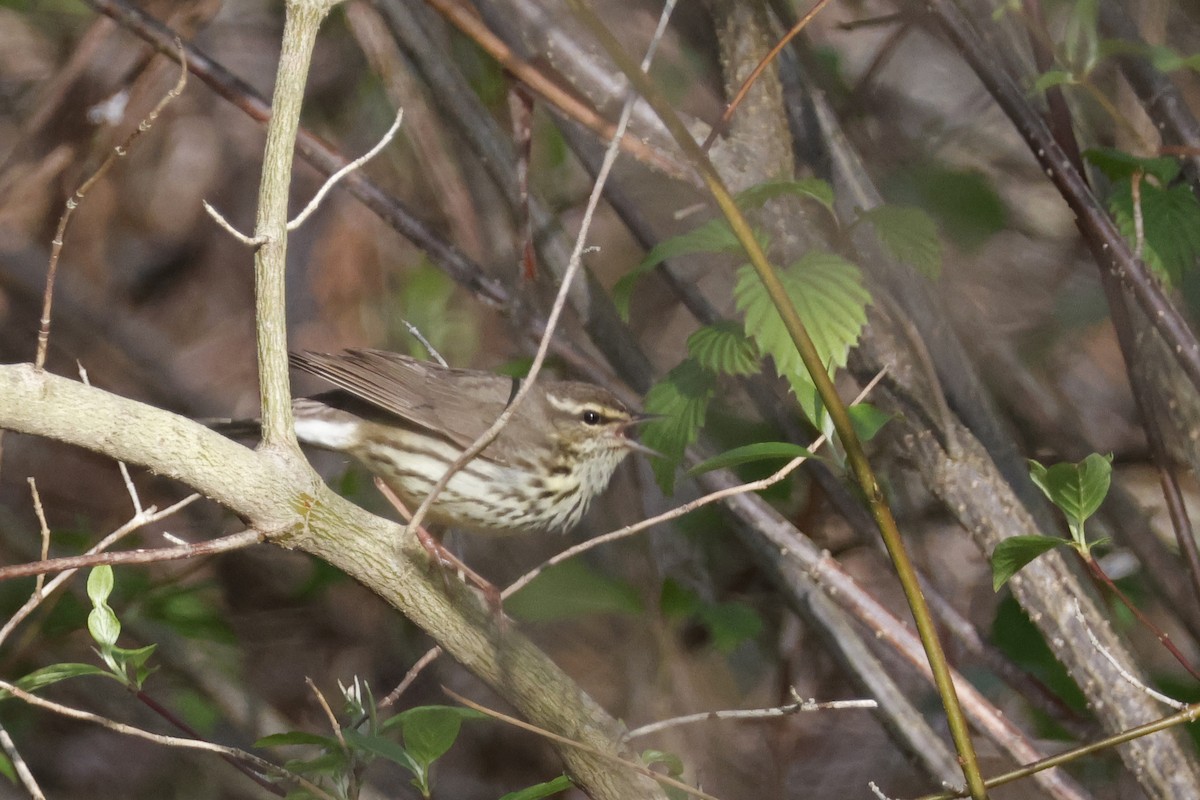 Northern Waterthrush - ML656889063