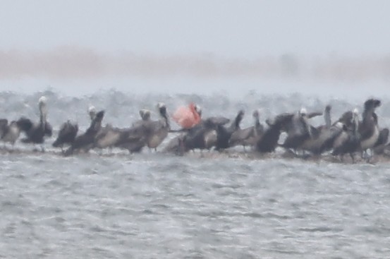 American Flamingo - ML656889482