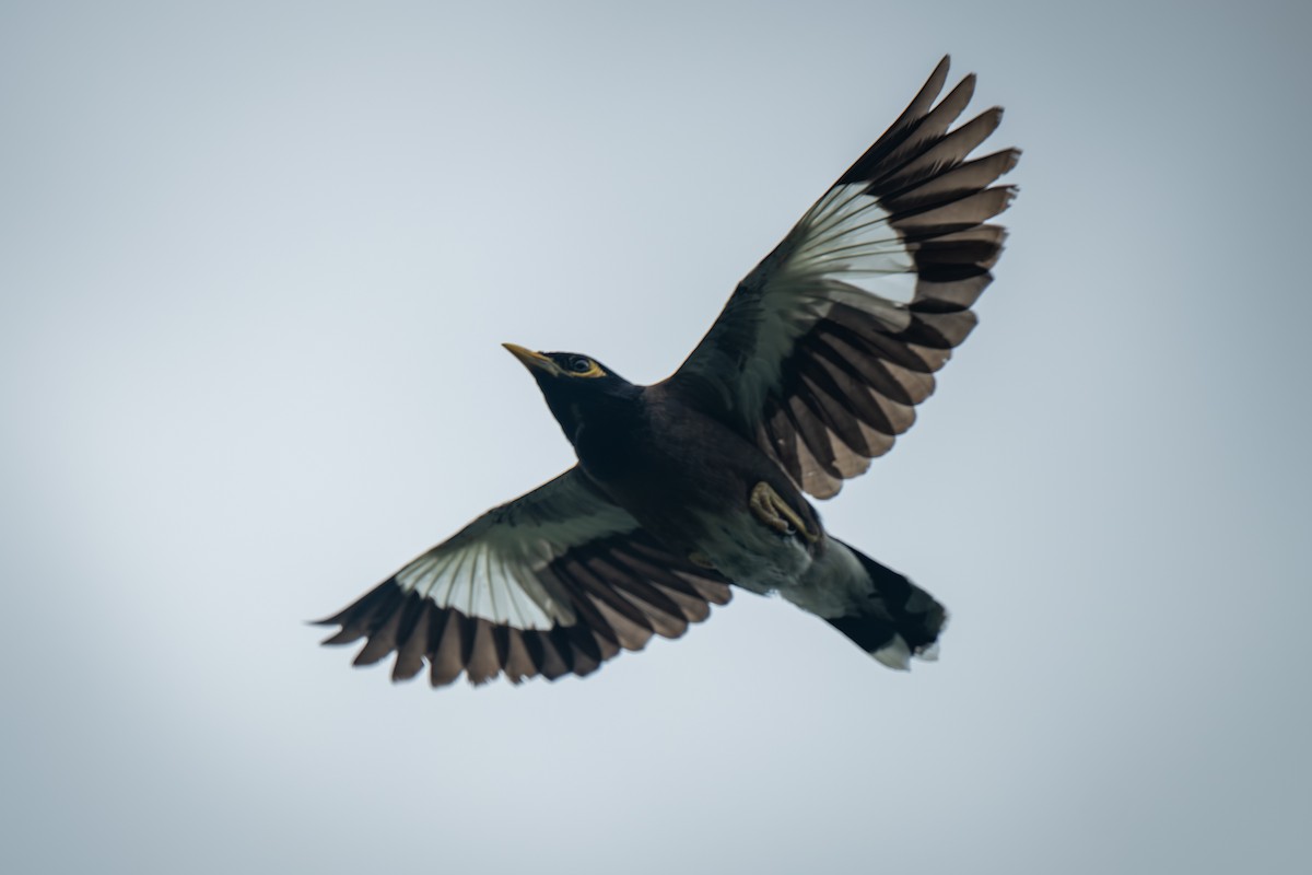 Common Myna - Acridotheres tristis - Media Search - Macaulay Library ...
