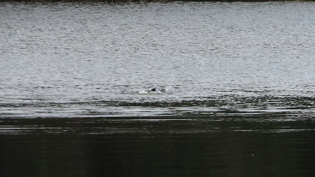 Common Loon - ML656889704
