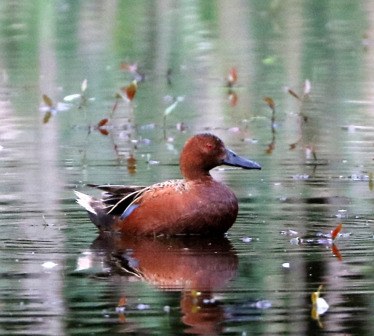 Cinnamon Teal - ML656890183