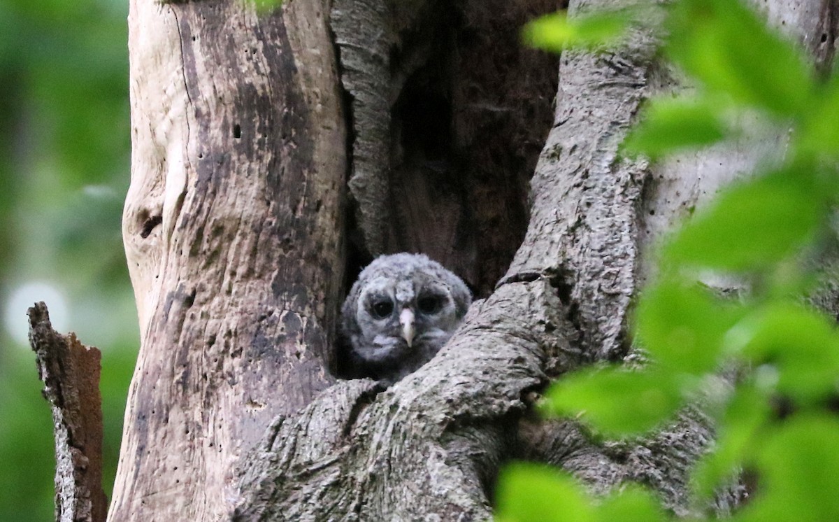 Barred Owl - ML656890195