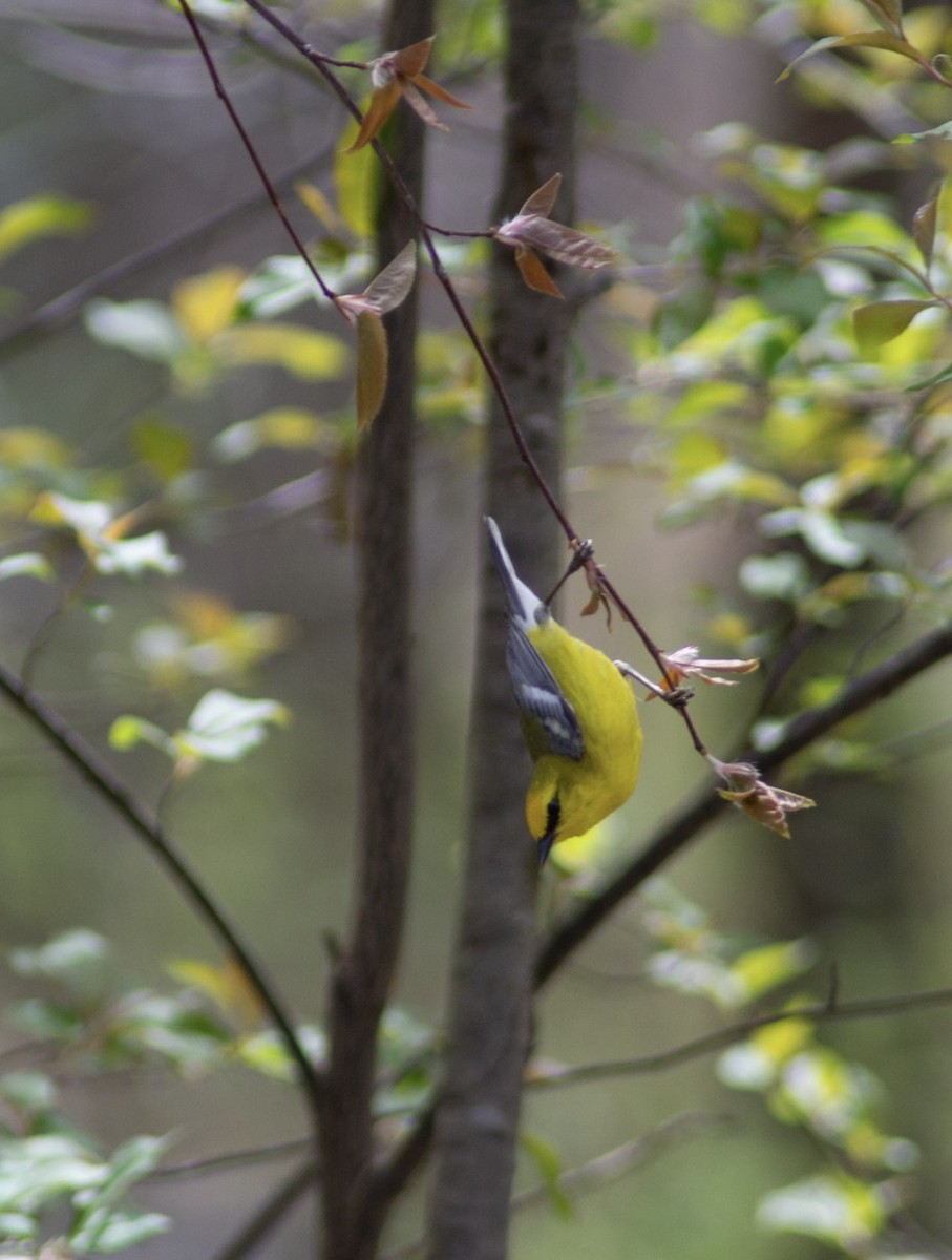Blauflügel-Waldsänger - ML656890426