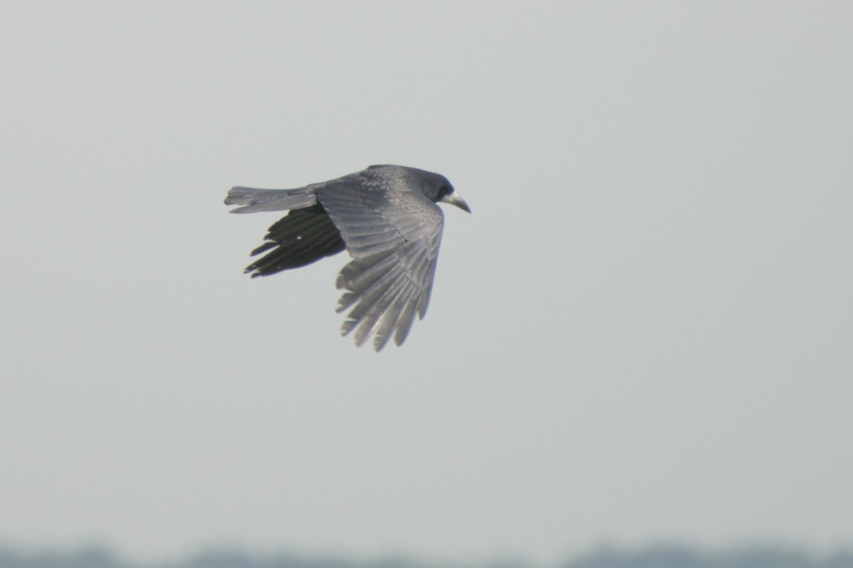 kornkråke - ML656890759