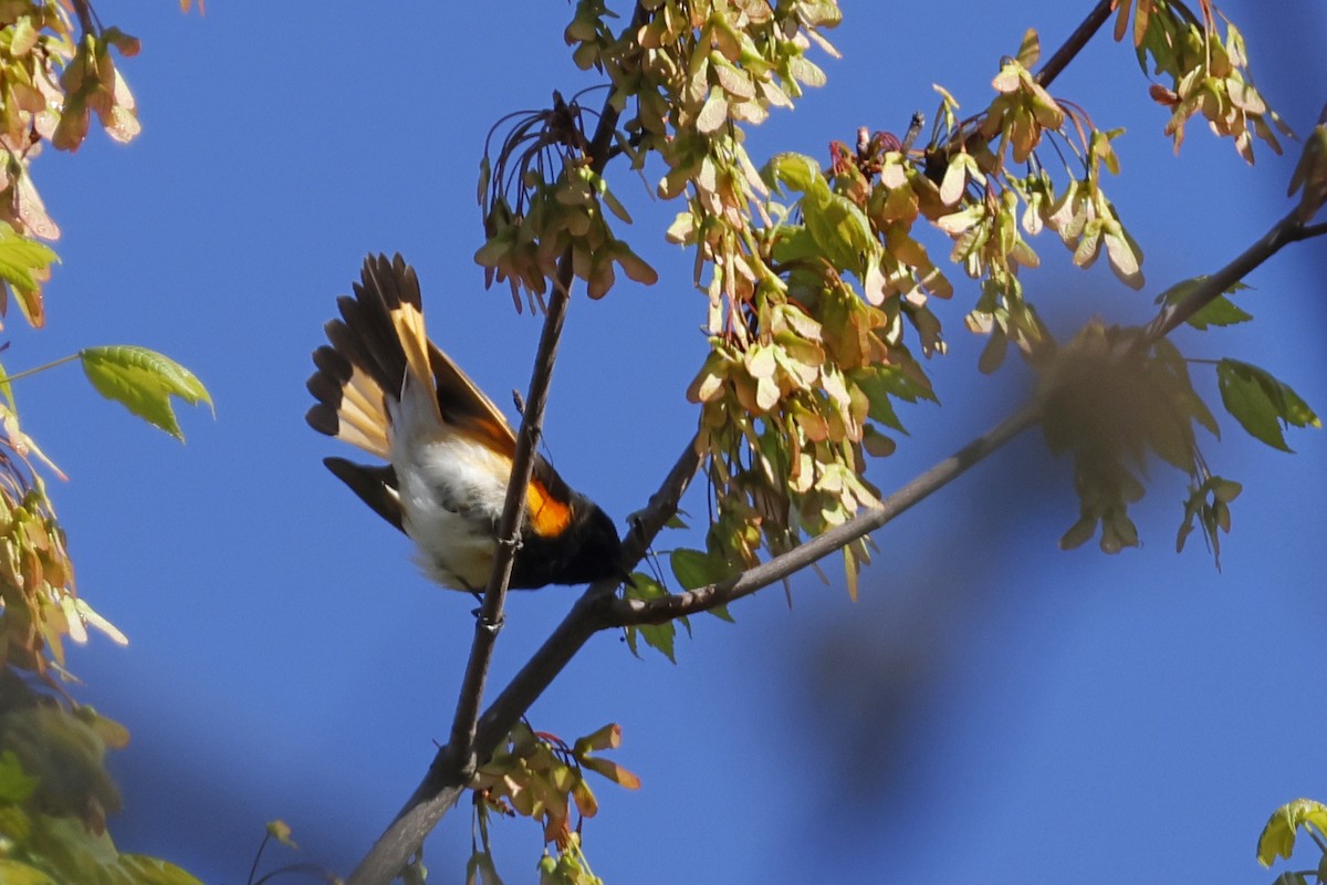 American Redstart - ML656891400