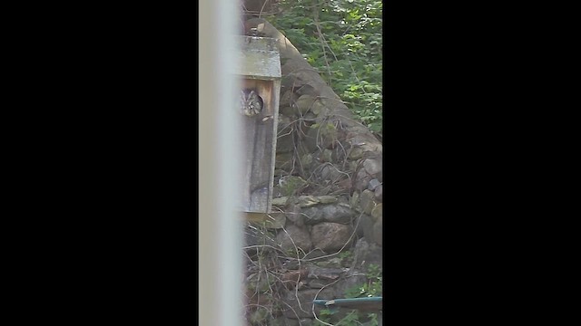 Eastern Screech-Owl - ML656891450
