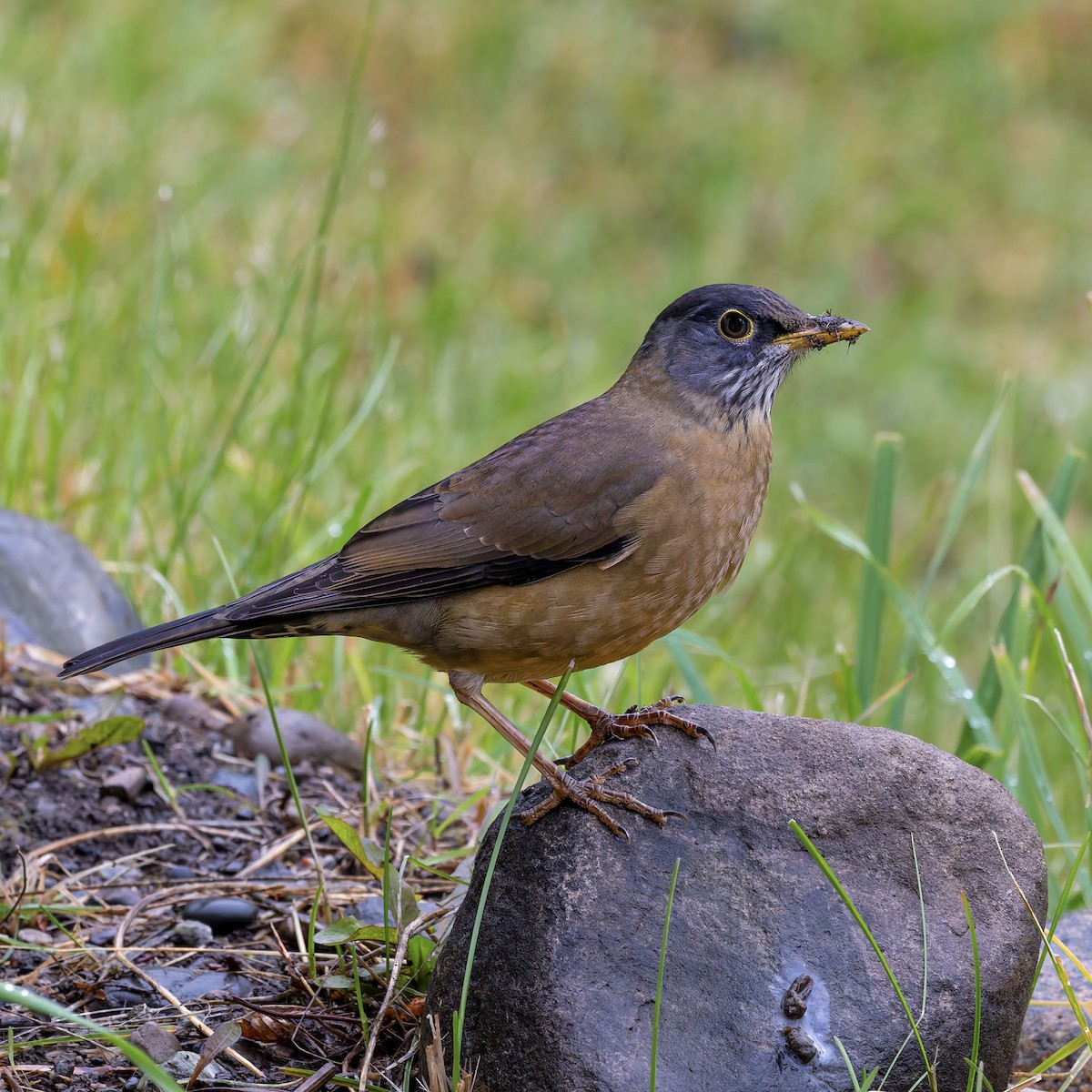 Austral Thrush - ML656894528