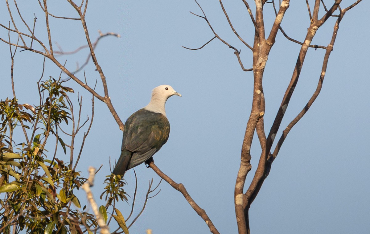 Green Imperial-Pigeon (Green) - ML656896482