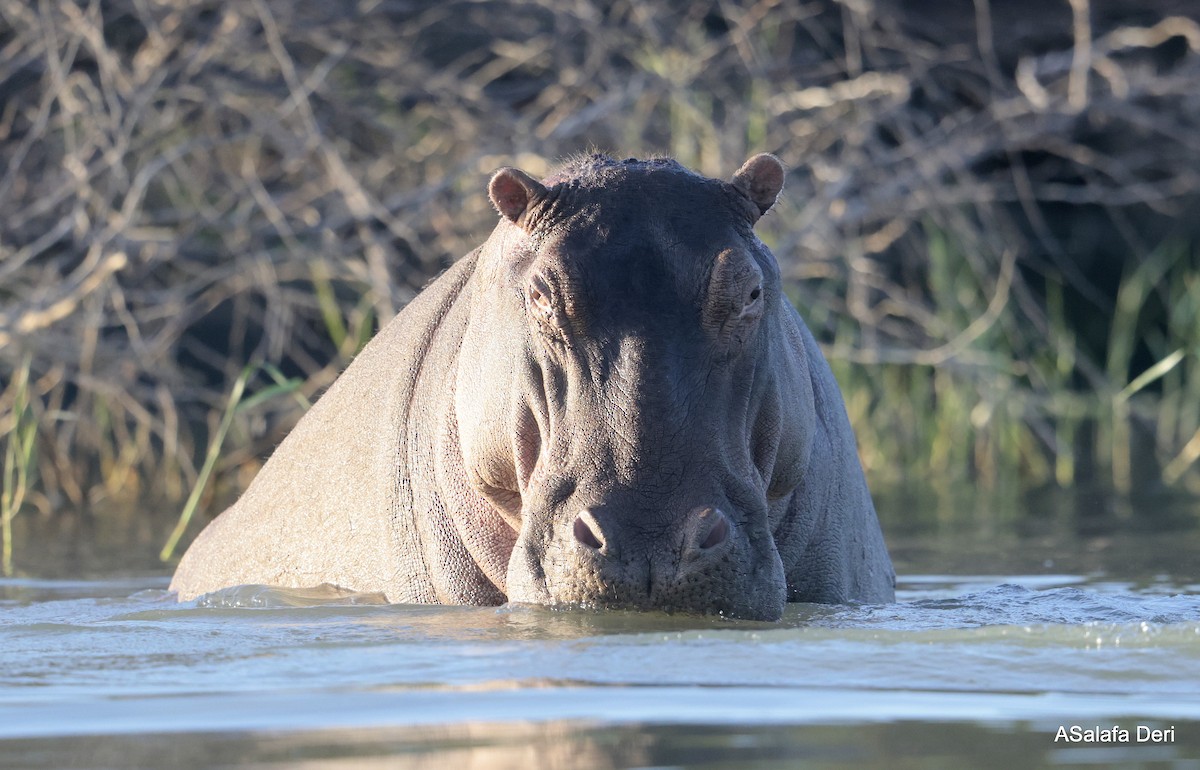 Common Hippopotamus - ML656897204