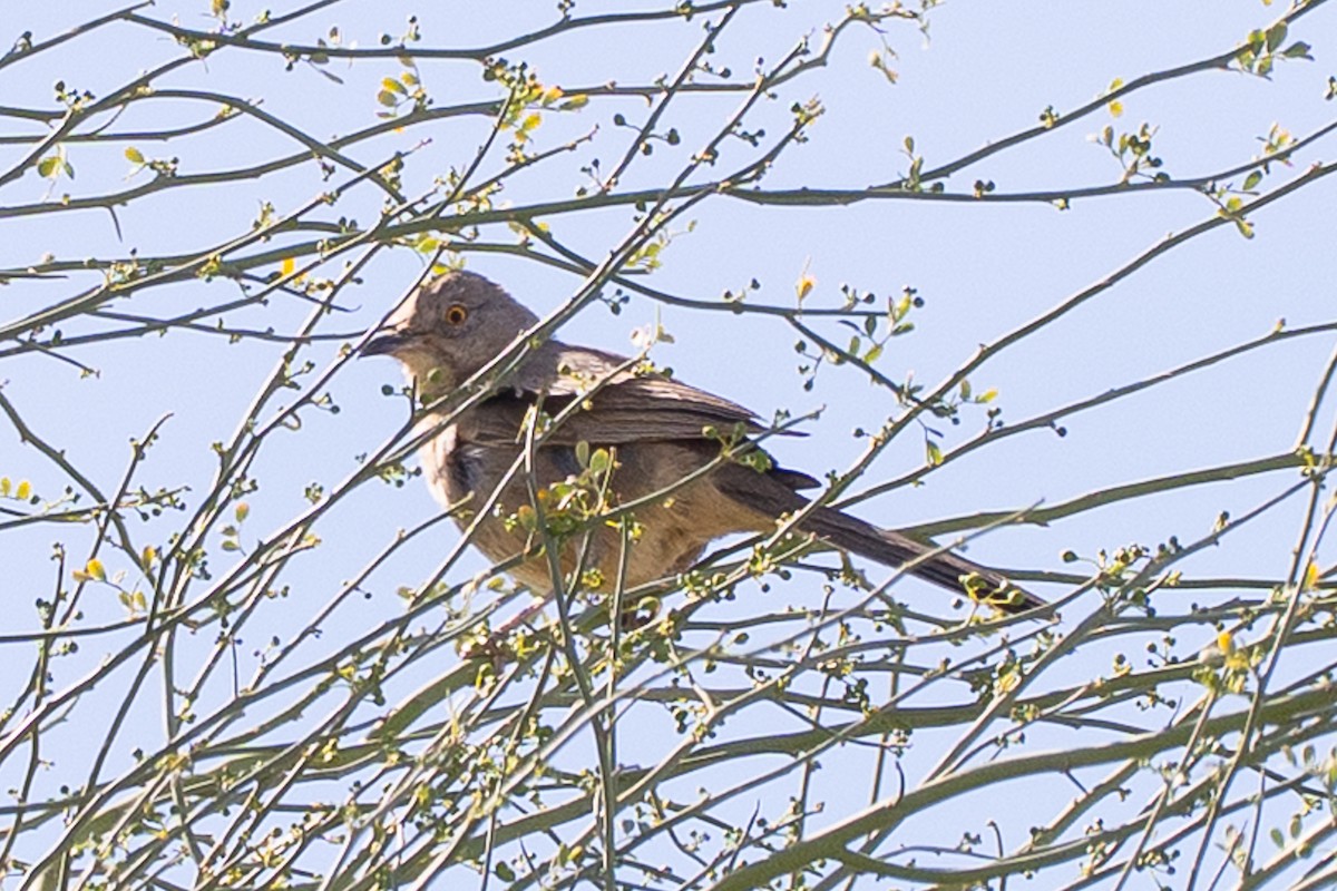 Bendire's Thrasher - ML656897351