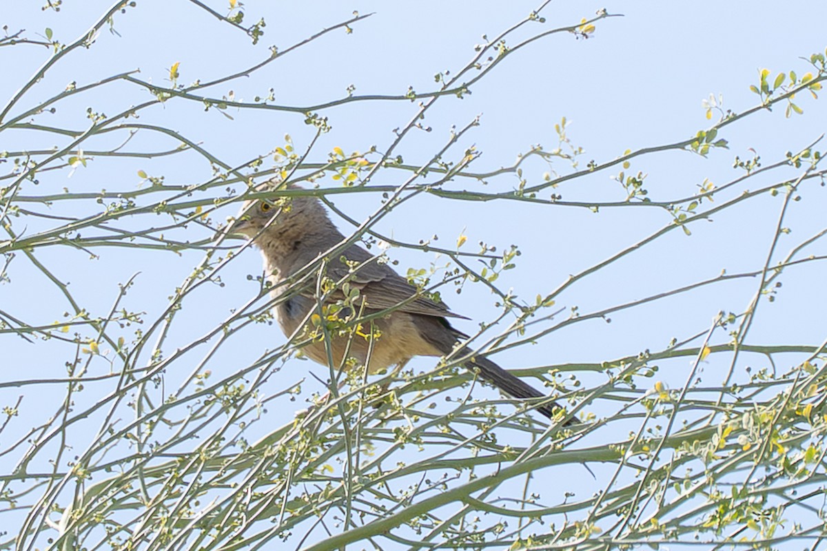 Bendire's Thrasher - ML656897352