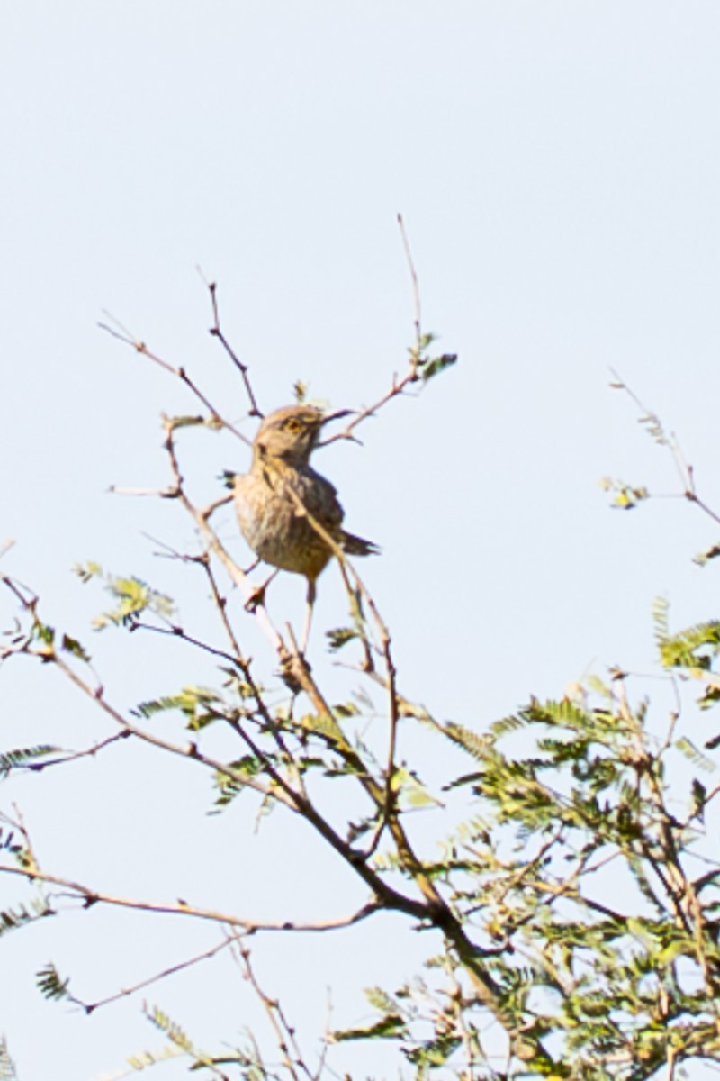 Curve-billed Thrasher - ML656897359