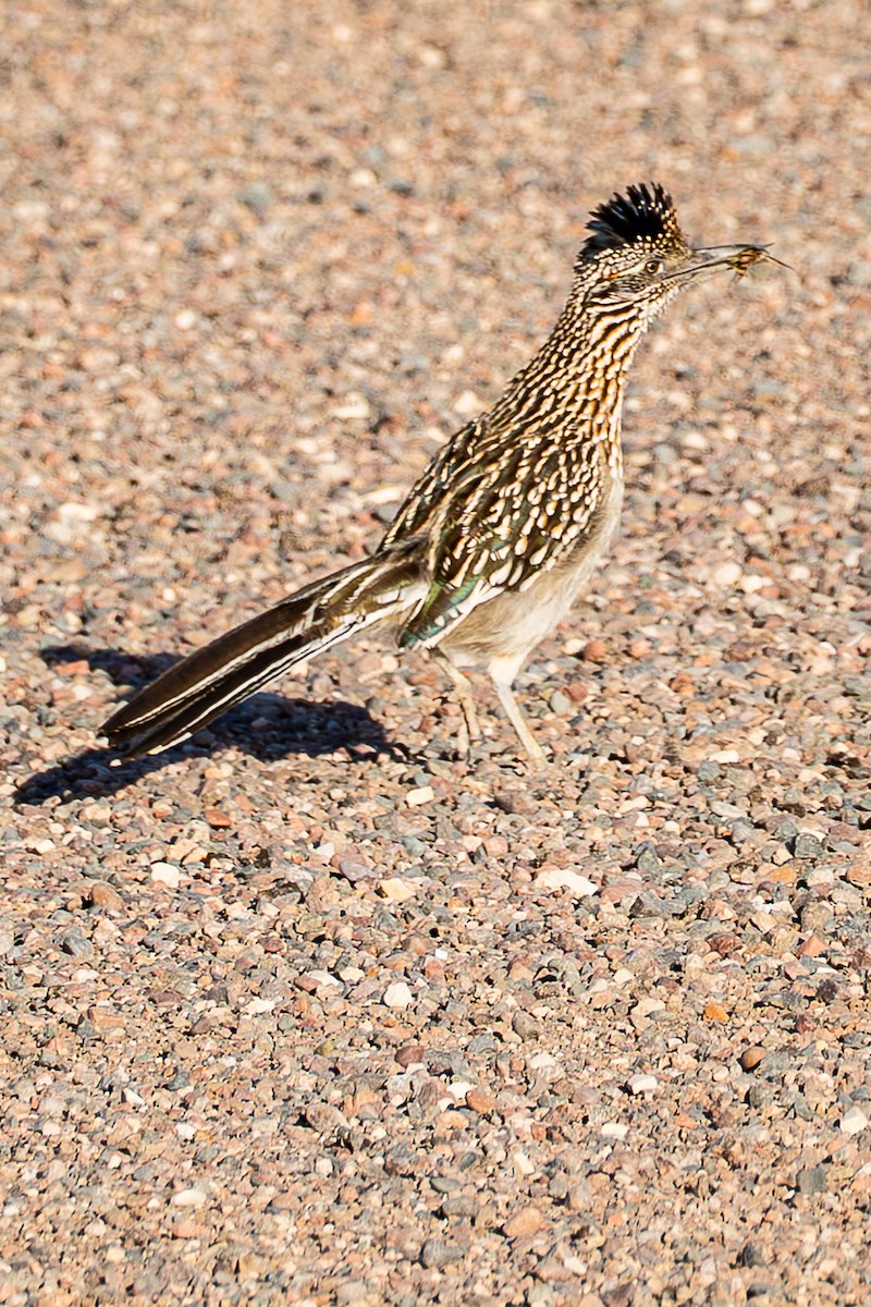 Greater Roadrunner - ML656897380