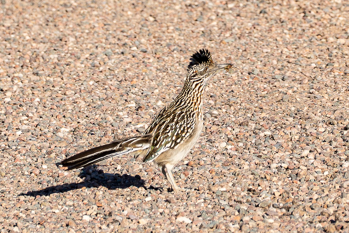Greater Roadrunner - ML656897381