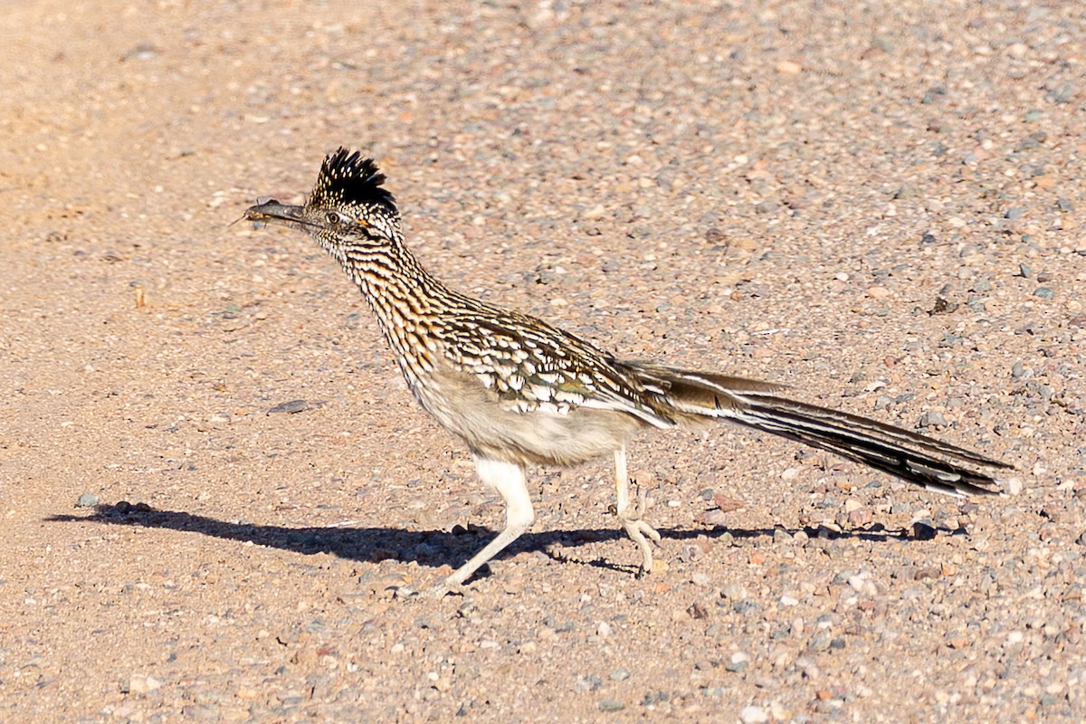 Greater Roadrunner - ML656897382