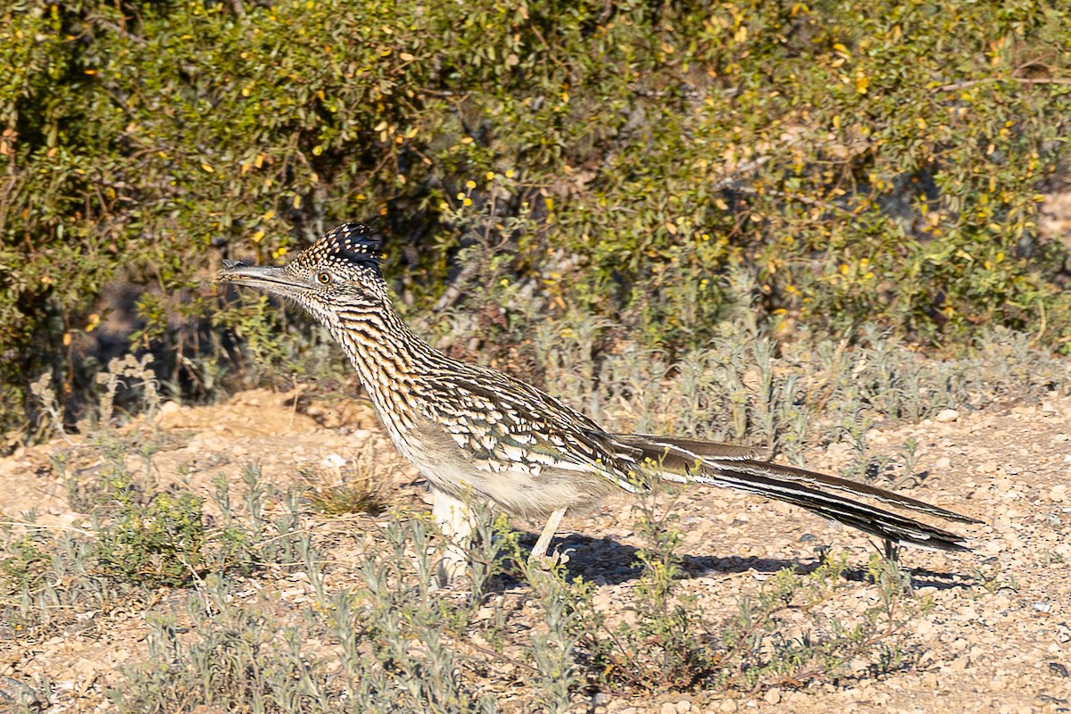 Greater Roadrunner - ML656897383