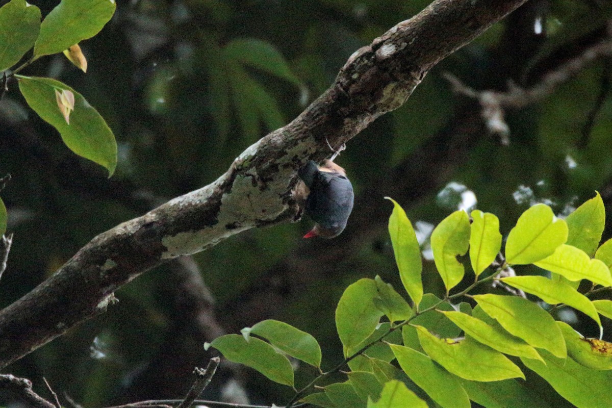 Velvet-fronted Nuthatch - ML65689801