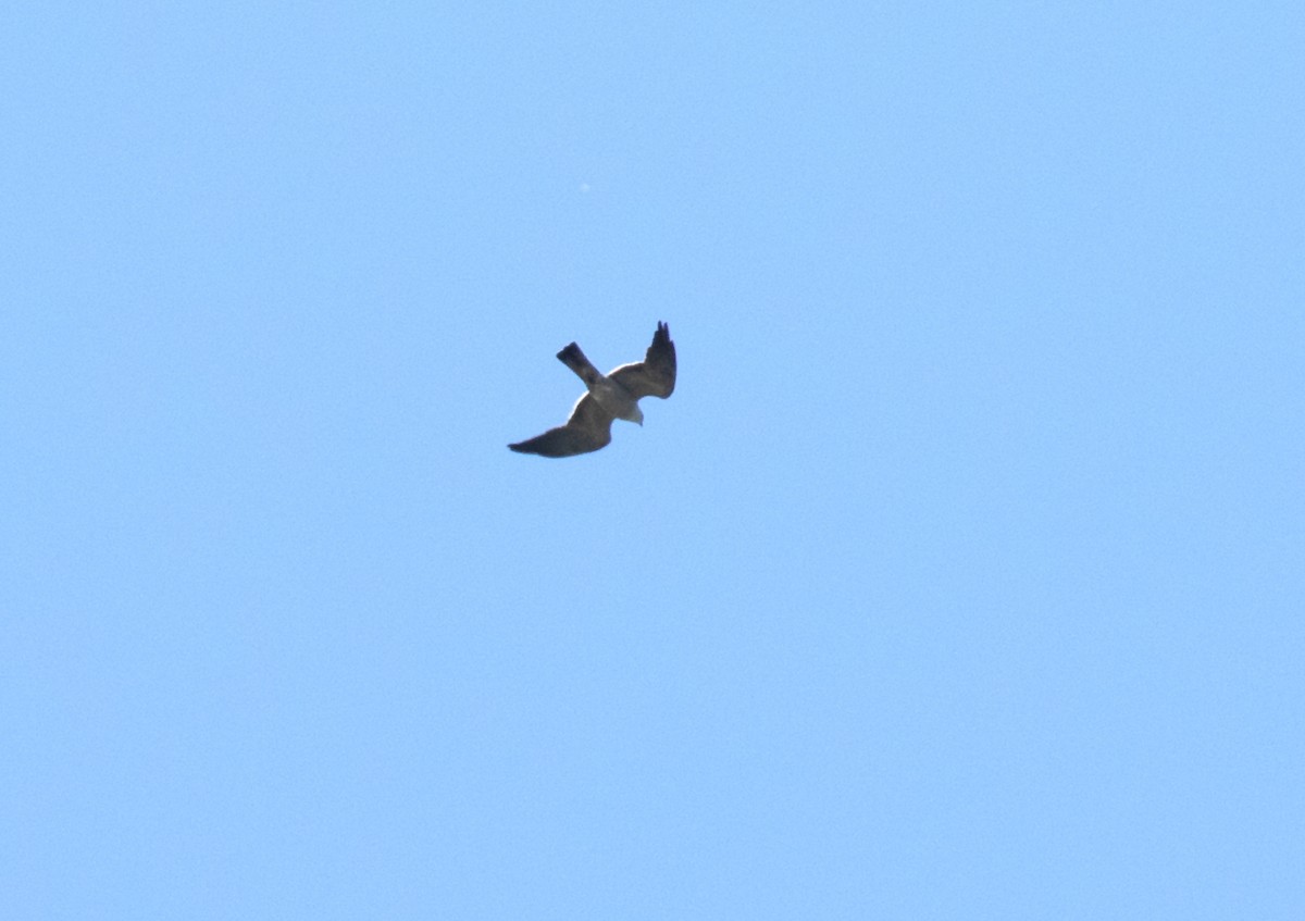 Mississippi Kite - ML656898062