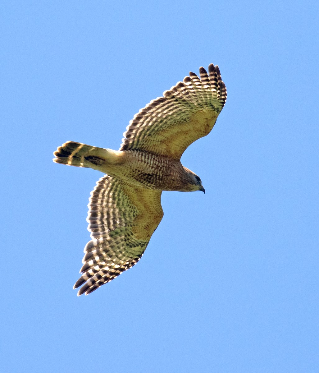 Red-shouldered Hawk - ML656898070