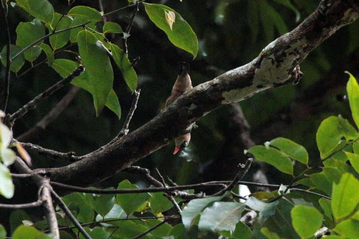 Velvet-fronted Nuthatch - ML65689811