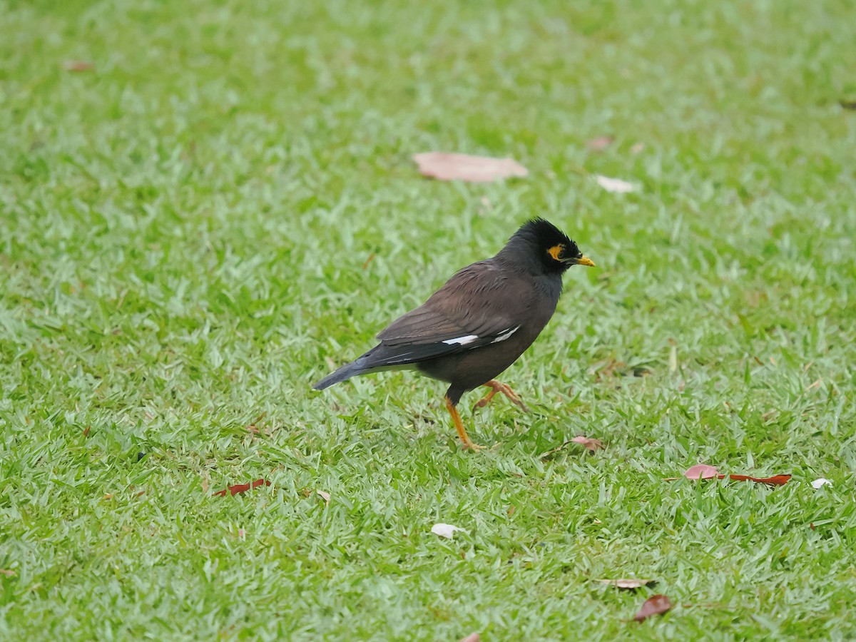 Common Myna - Acridotheres tristis - Media Search - Macaulay Library ...