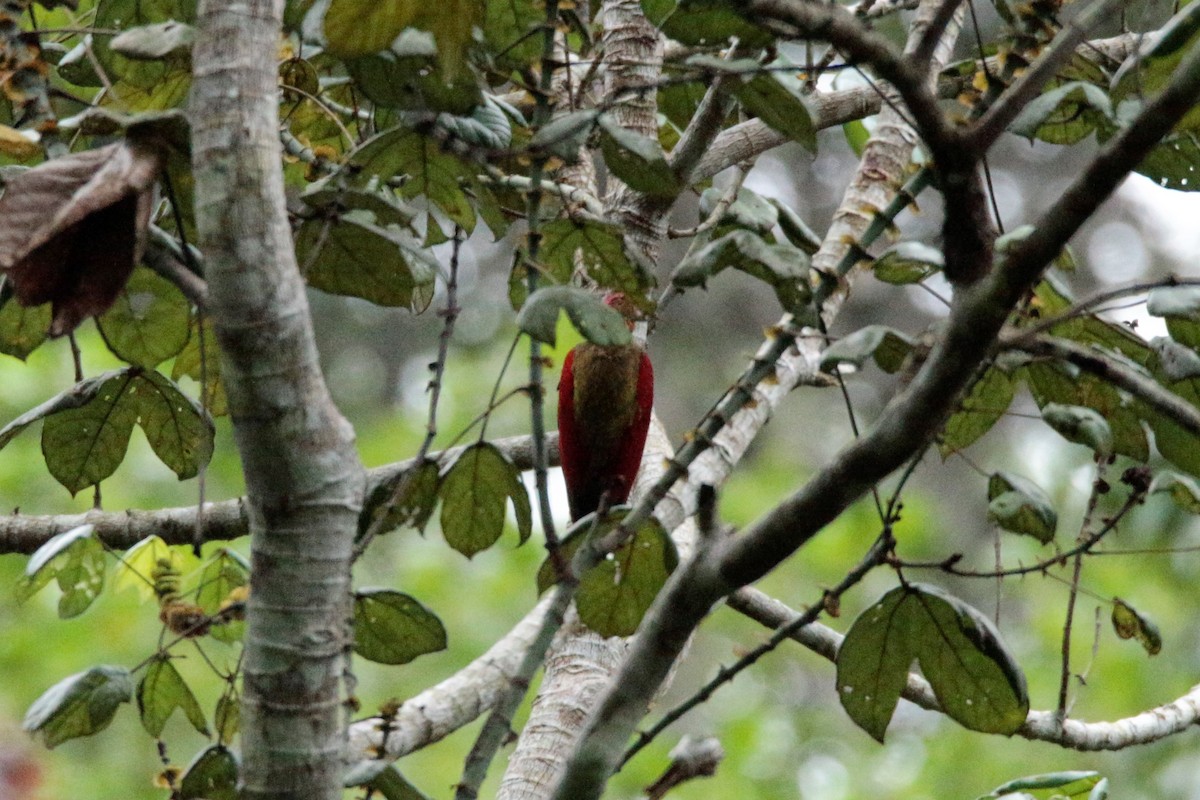 Crimson-winged Woodpecker - ML65690051