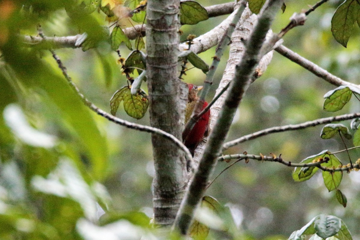 Crimson-winged Woodpecker - ML65690061