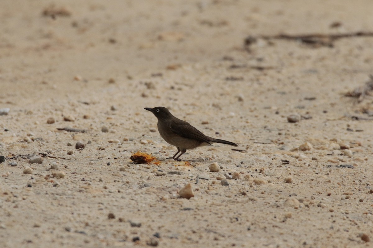 Bulbul aux yeux blancs - ML65690161