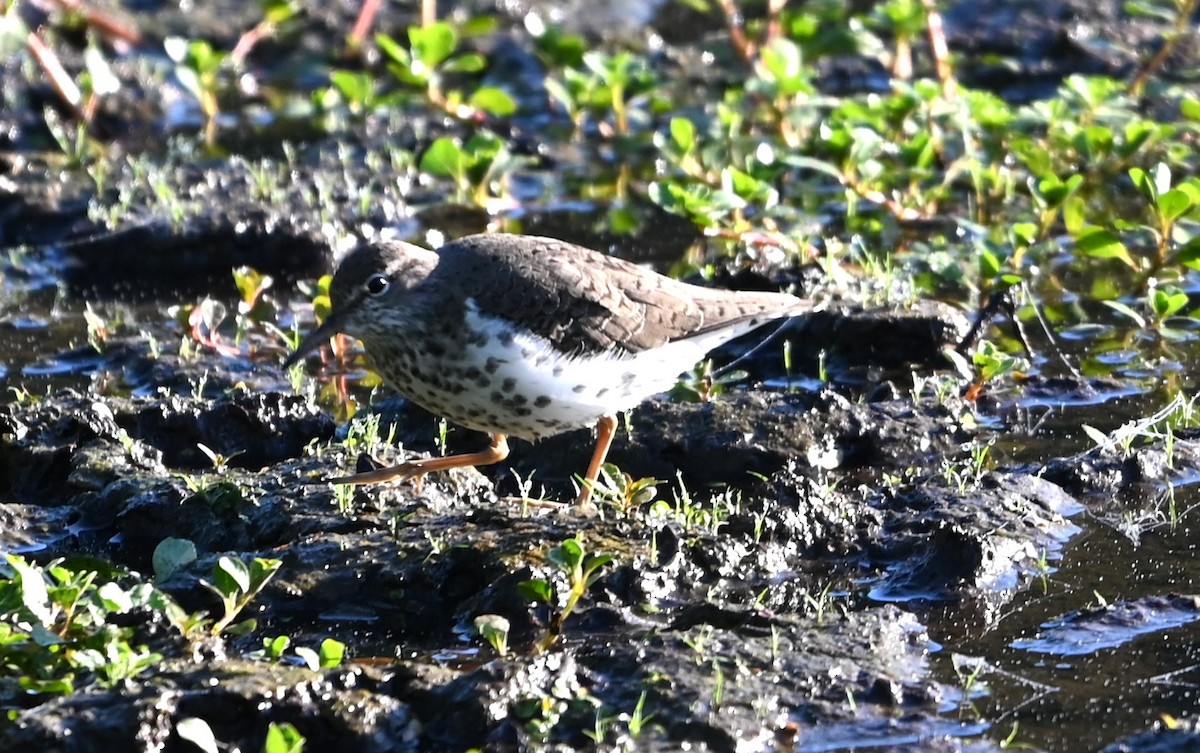 Spotted Sandpiper - ML656901964
