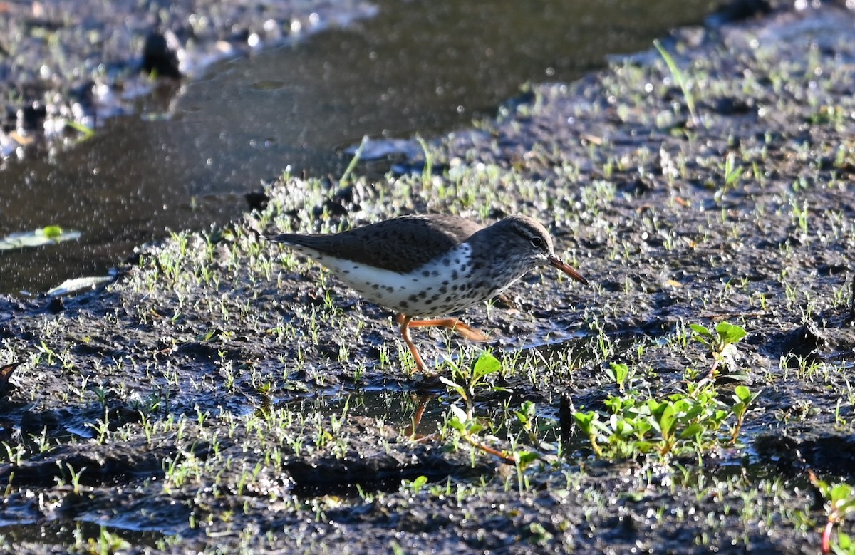 Spotted Sandpiper - ML656901991
