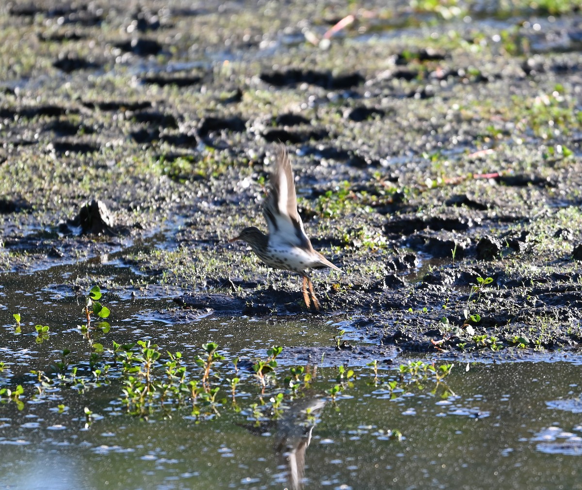Spotted Sandpiper - ML656902010