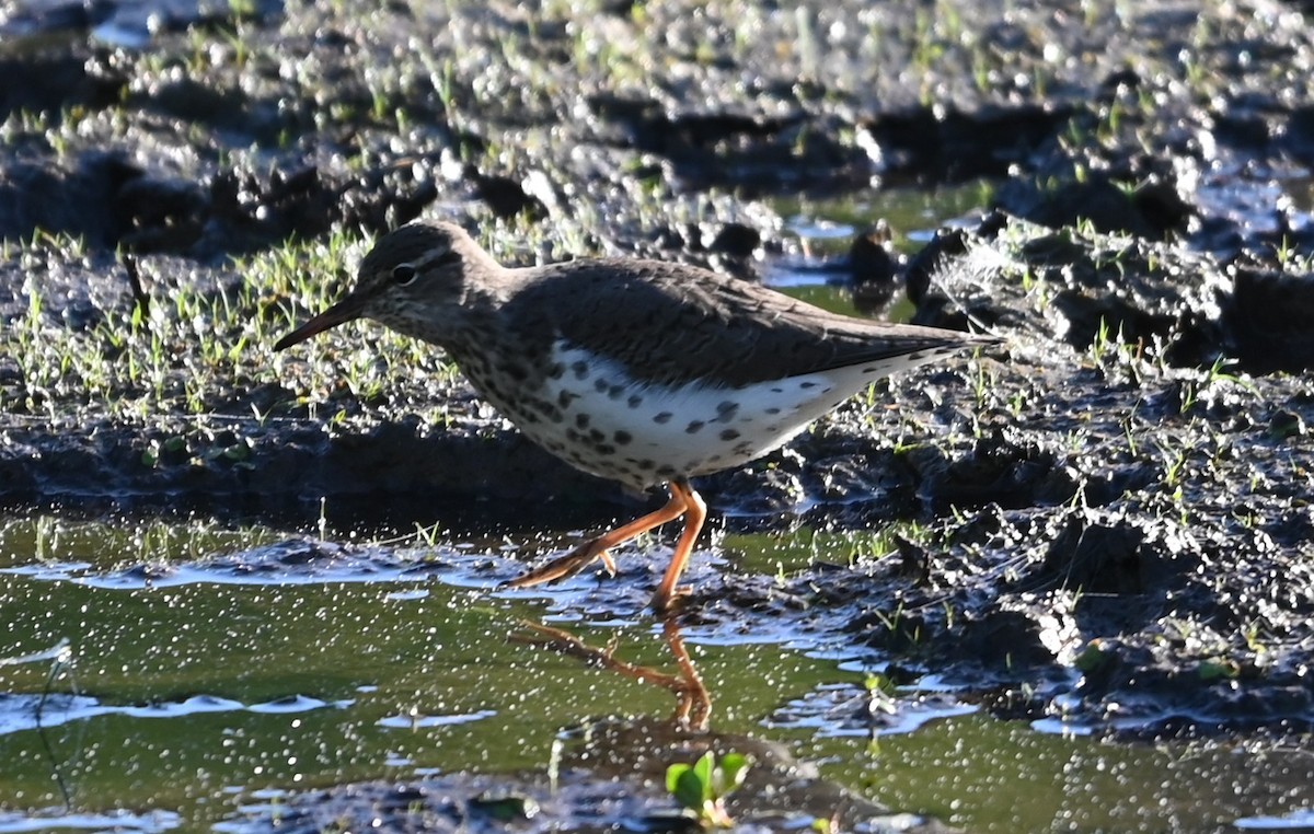 Spotted Sandpiper - ML656902030