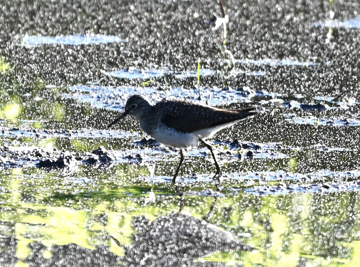 Solitary Sandpiper - ML656902055