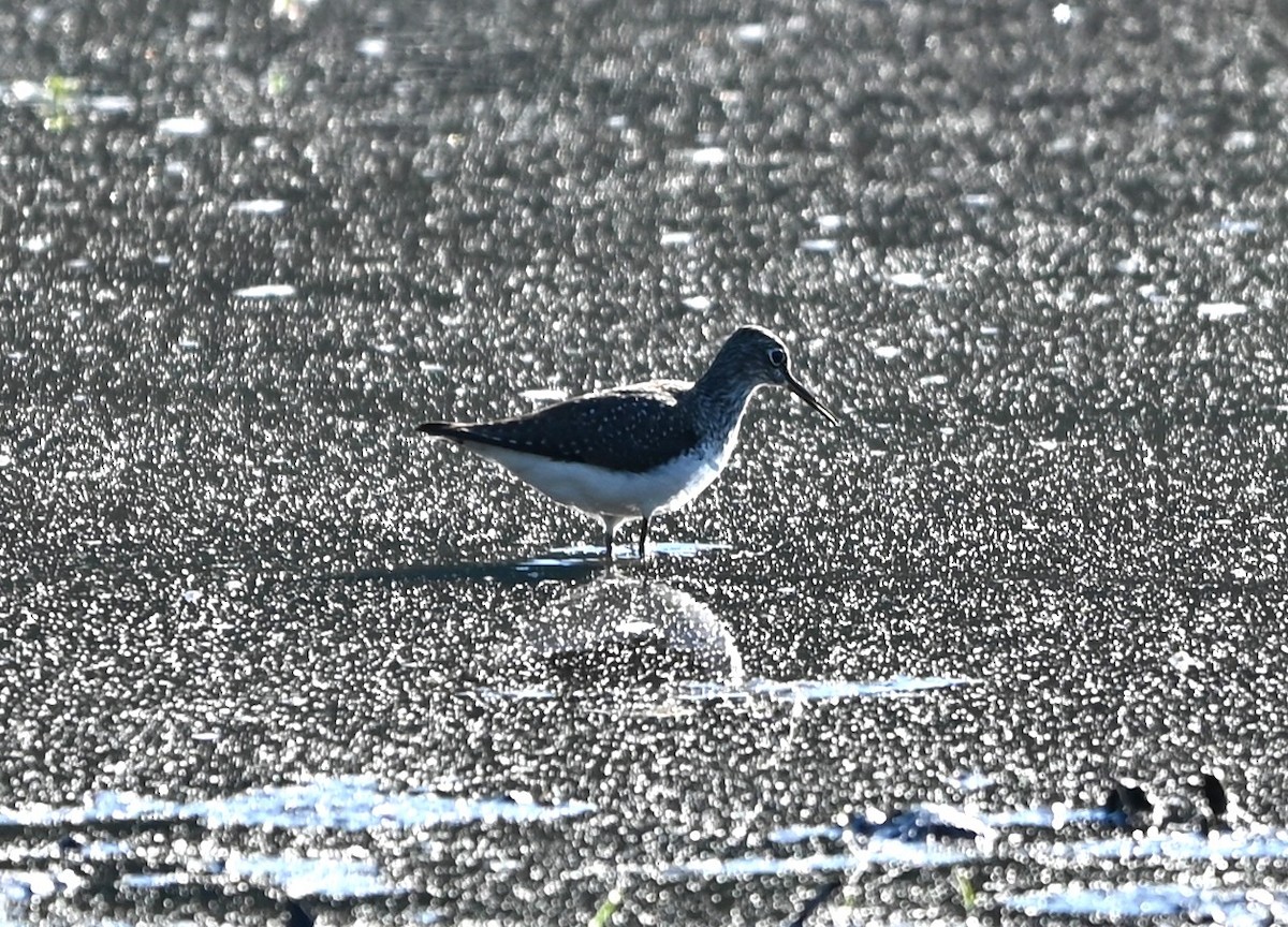 Solitary Sandpiper - ML656902076