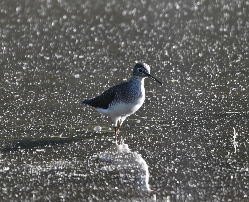Solitary Sandpiper - ML656902087