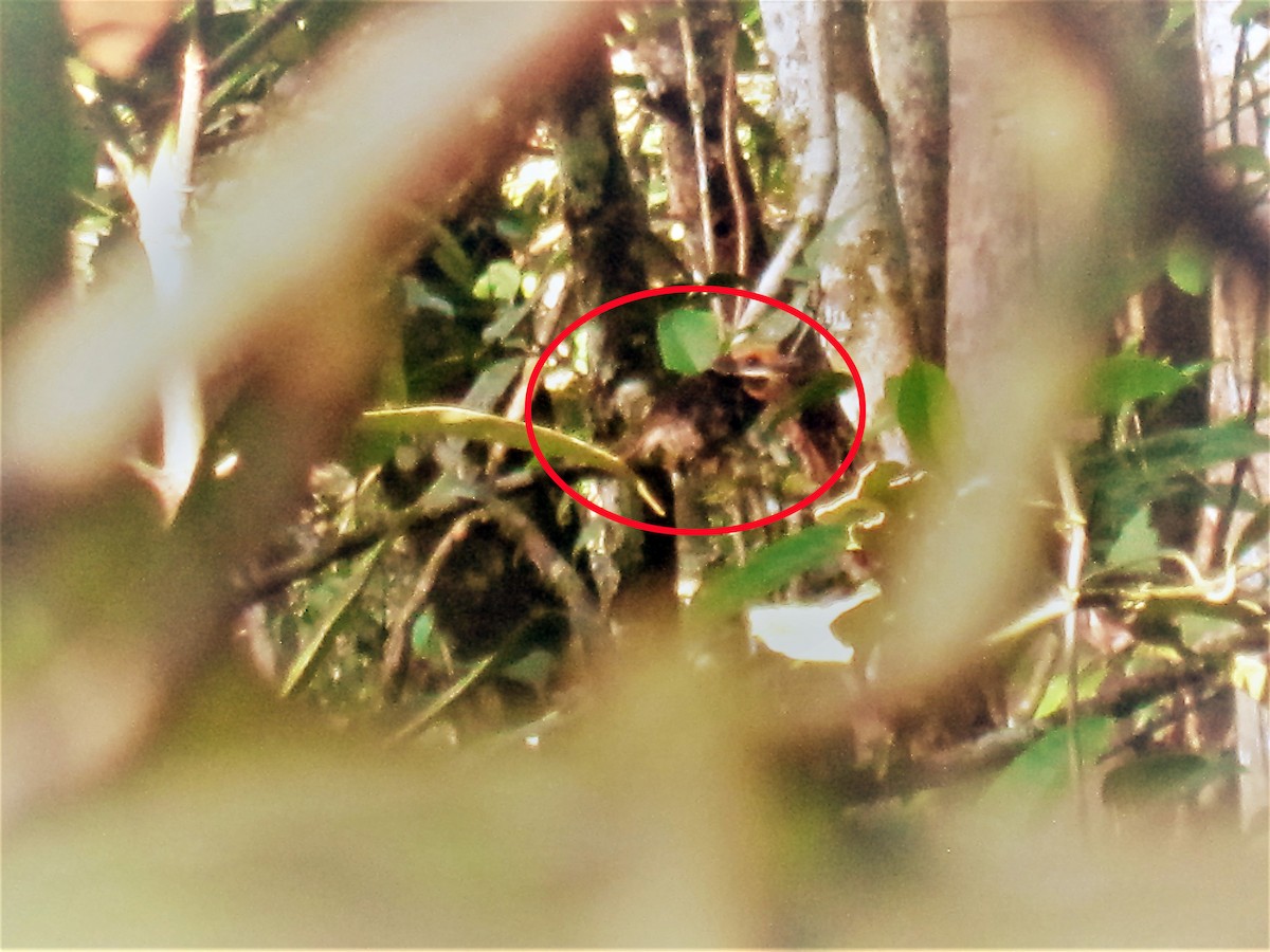 Spotted Puffbird - ML65690211