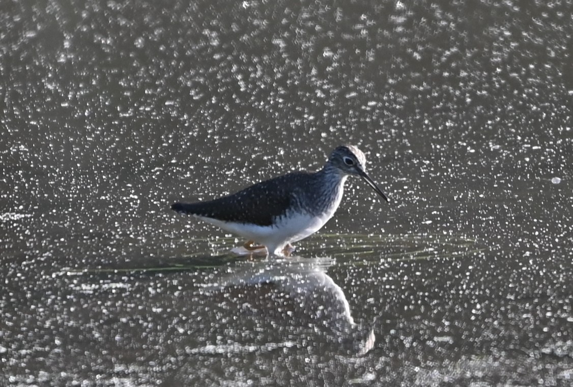 Solitary Sandpiper - ML656902114